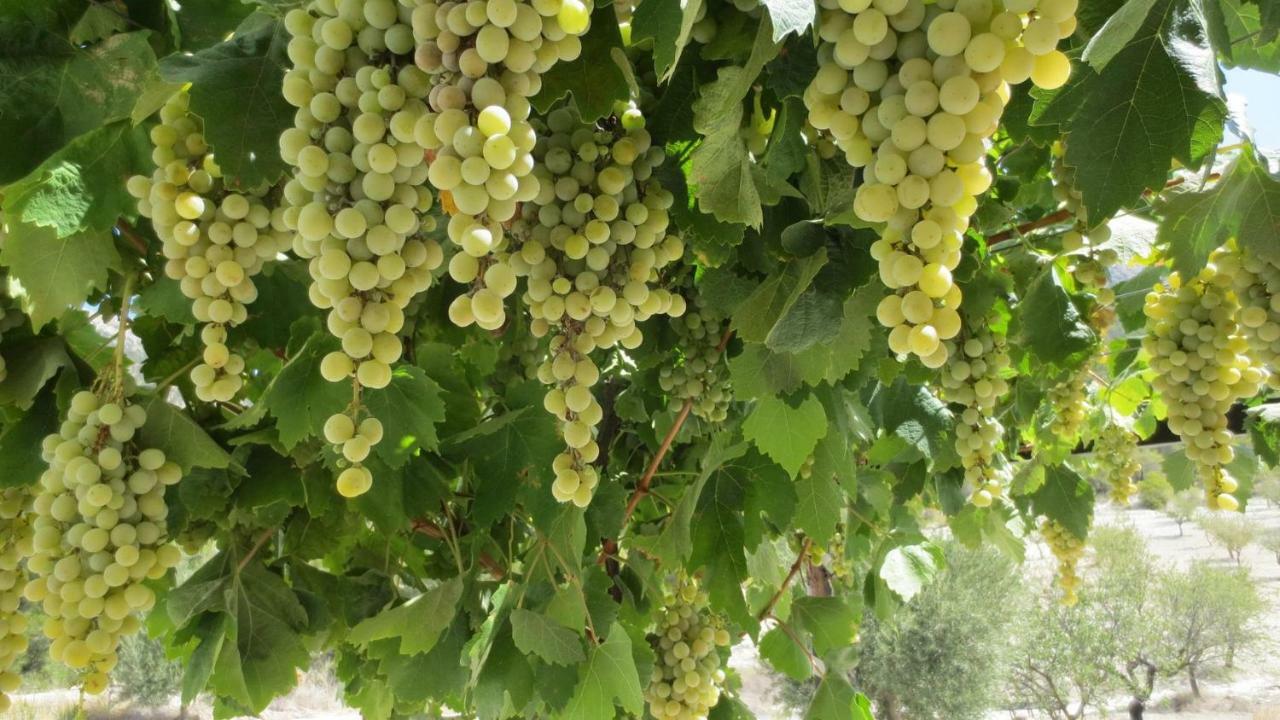 דירות Vélez Blanco Cortijo Blanco מראה חיצוני תמונה